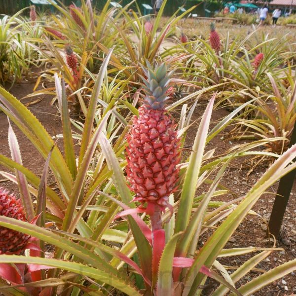 Dole Plantation