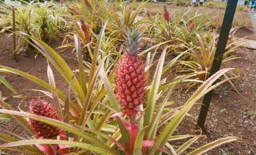 Dole Plantation