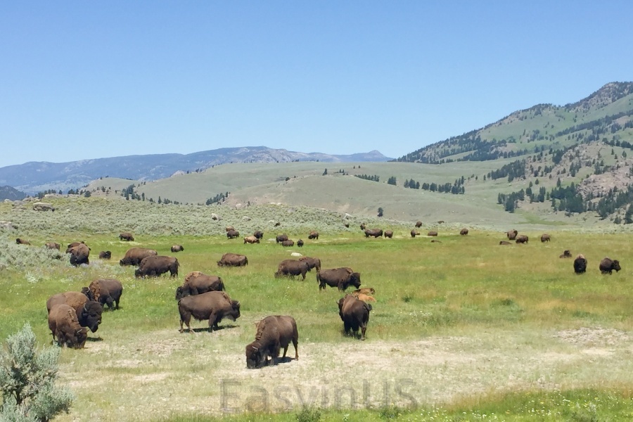 Yellowstone 14