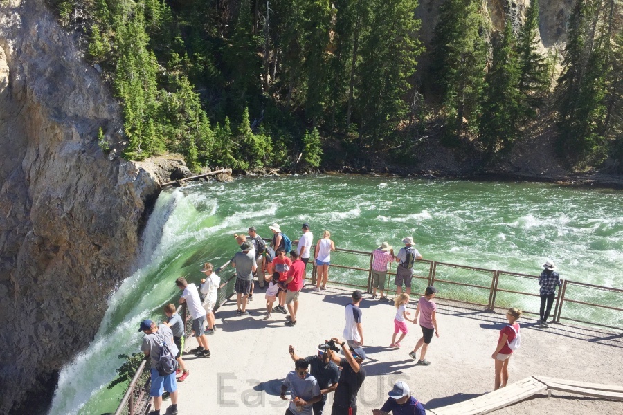Yellowstone 7