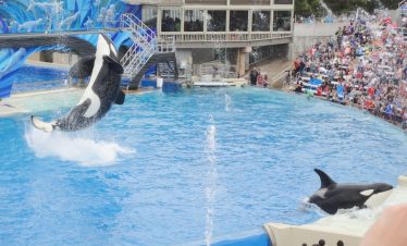 Seaworld San Diego 1
