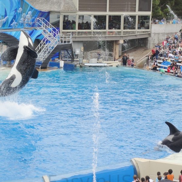 Seaworld San Diego 1