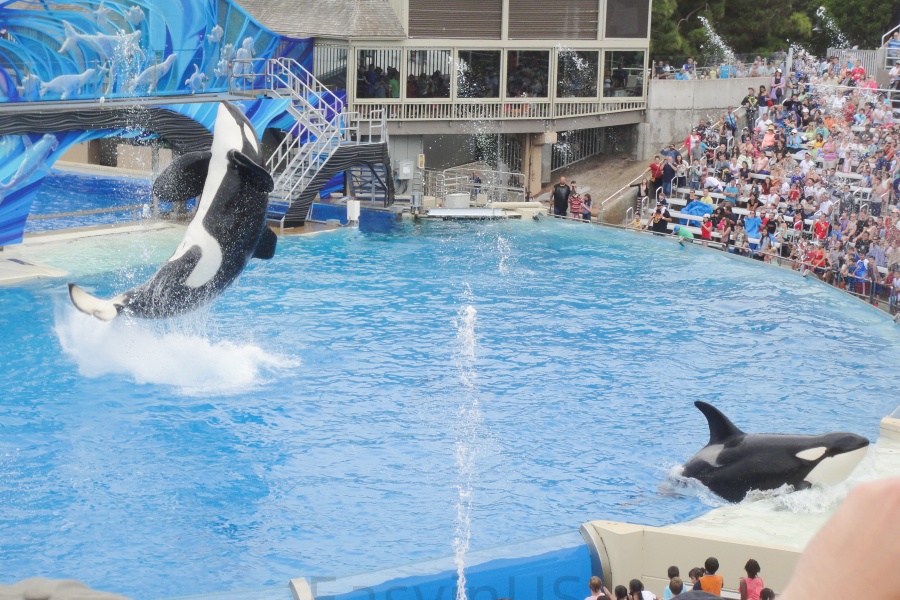 Seaworld San Diego 1