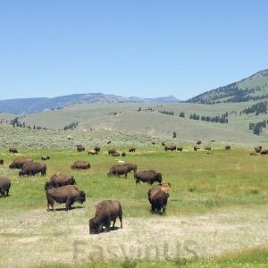 Yellowstone 14