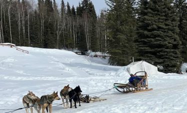 Dog Sledding Adventure