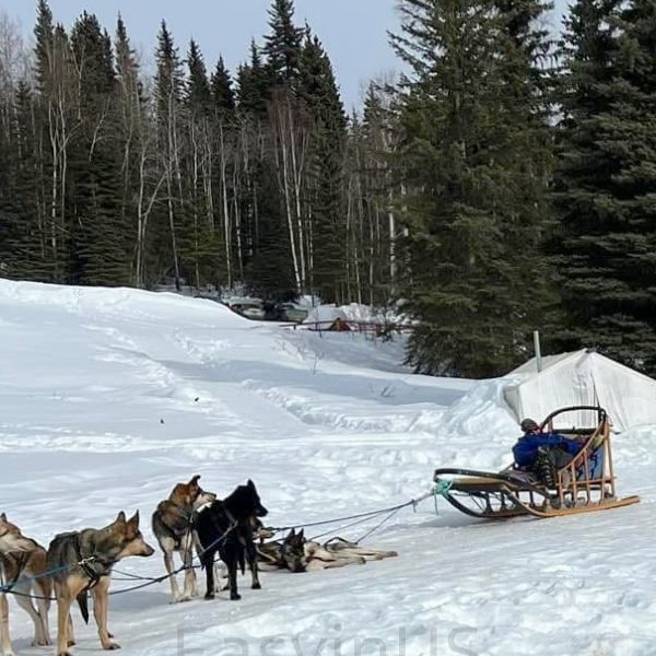 Dog Sledding Adventure