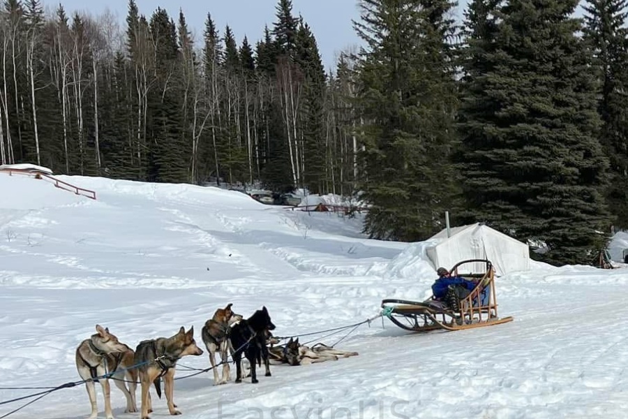 Dog Sledding Adventure
