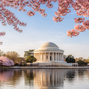D.C. Cherry Blossom