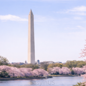 D.C. Cherry Blossom1