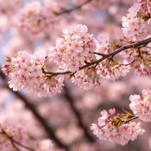 D.C. Cherry Blossom2